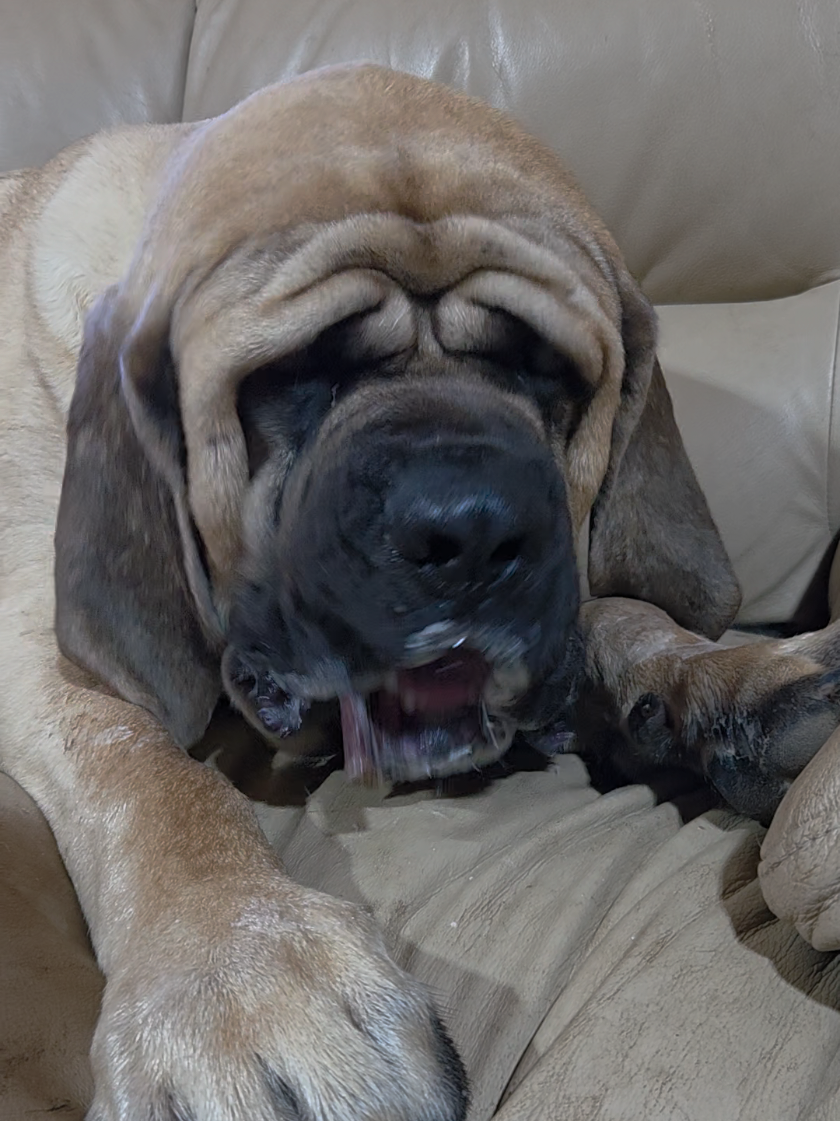 @Maple Mastiffs