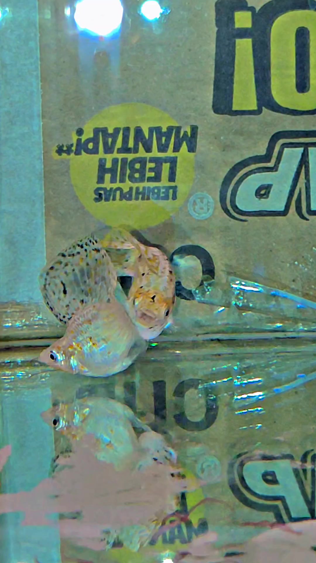 @Ramon Fish Banyuwangi