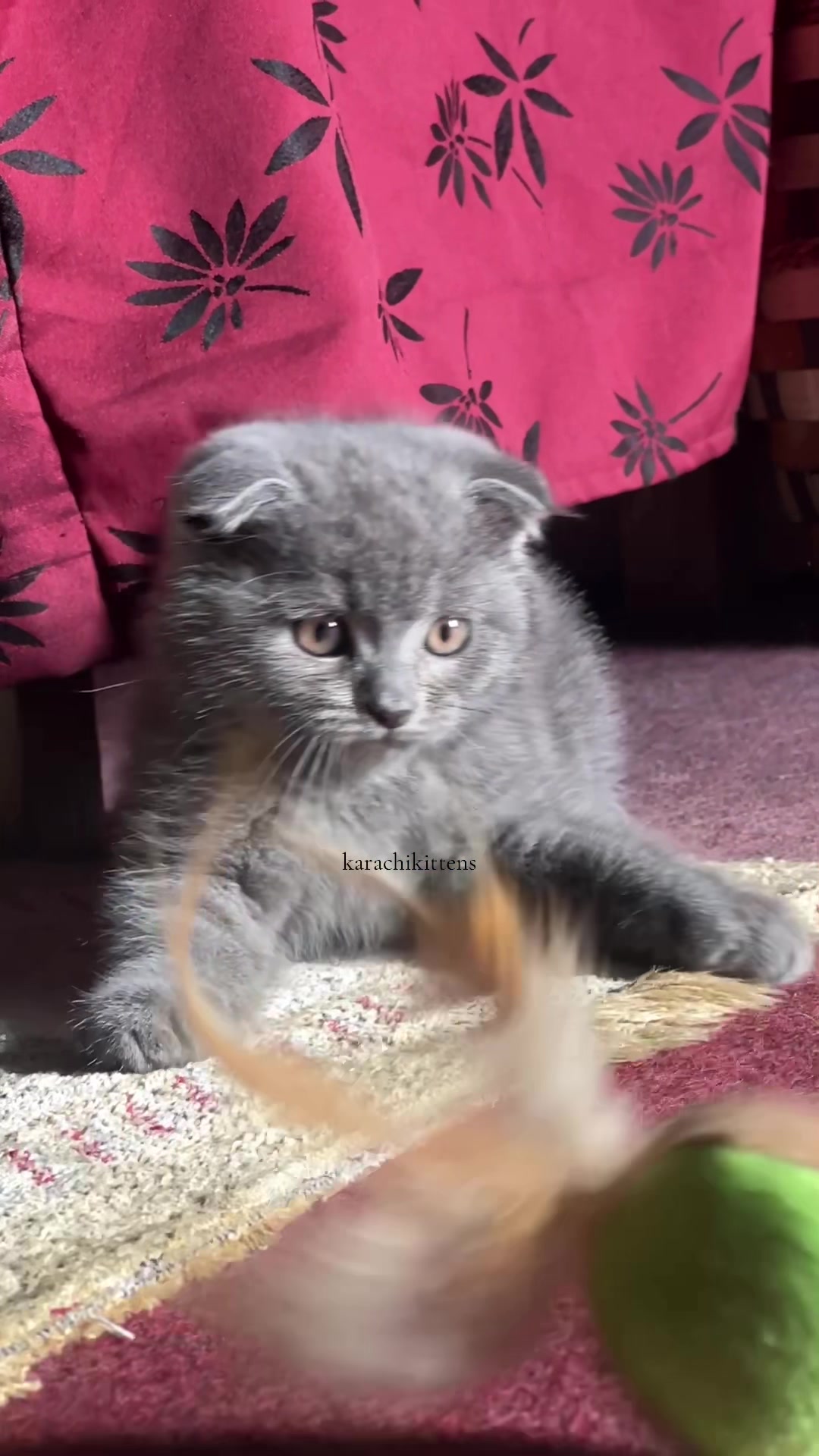 @karachikittens