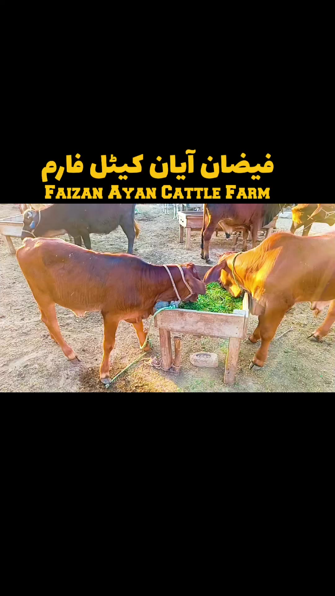 @Faizan Ayan