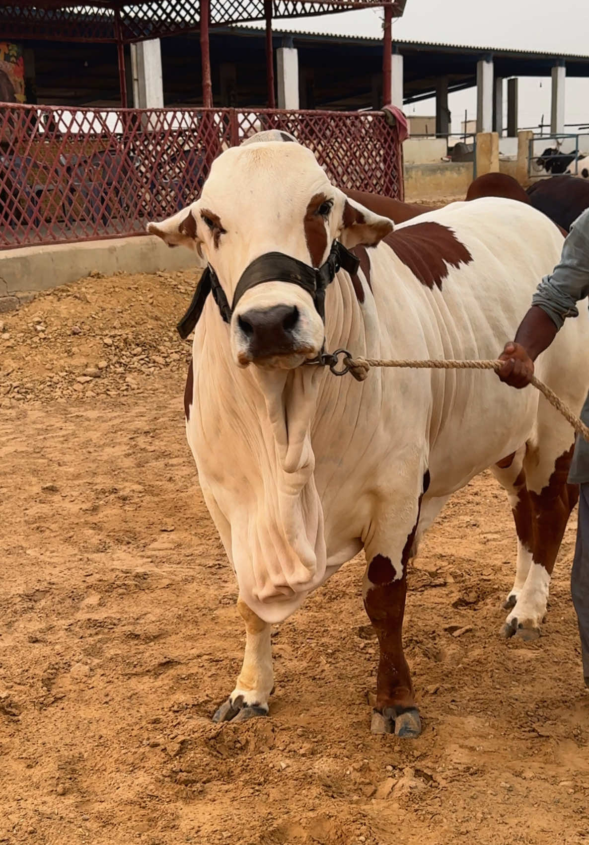 @Karachi Bull lovers