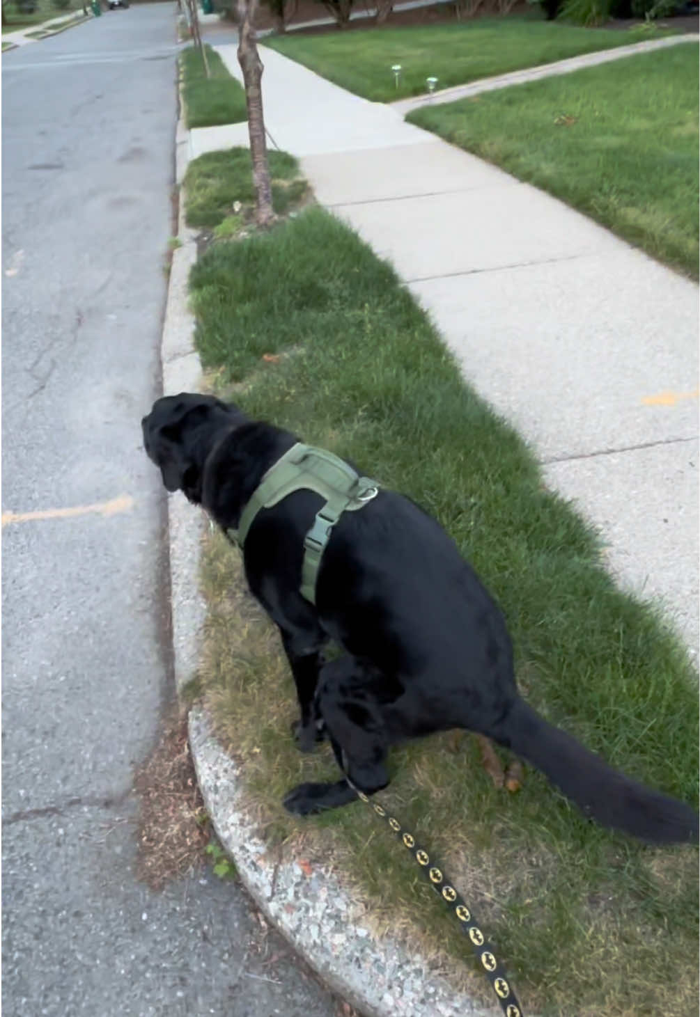 @rubenblacklab