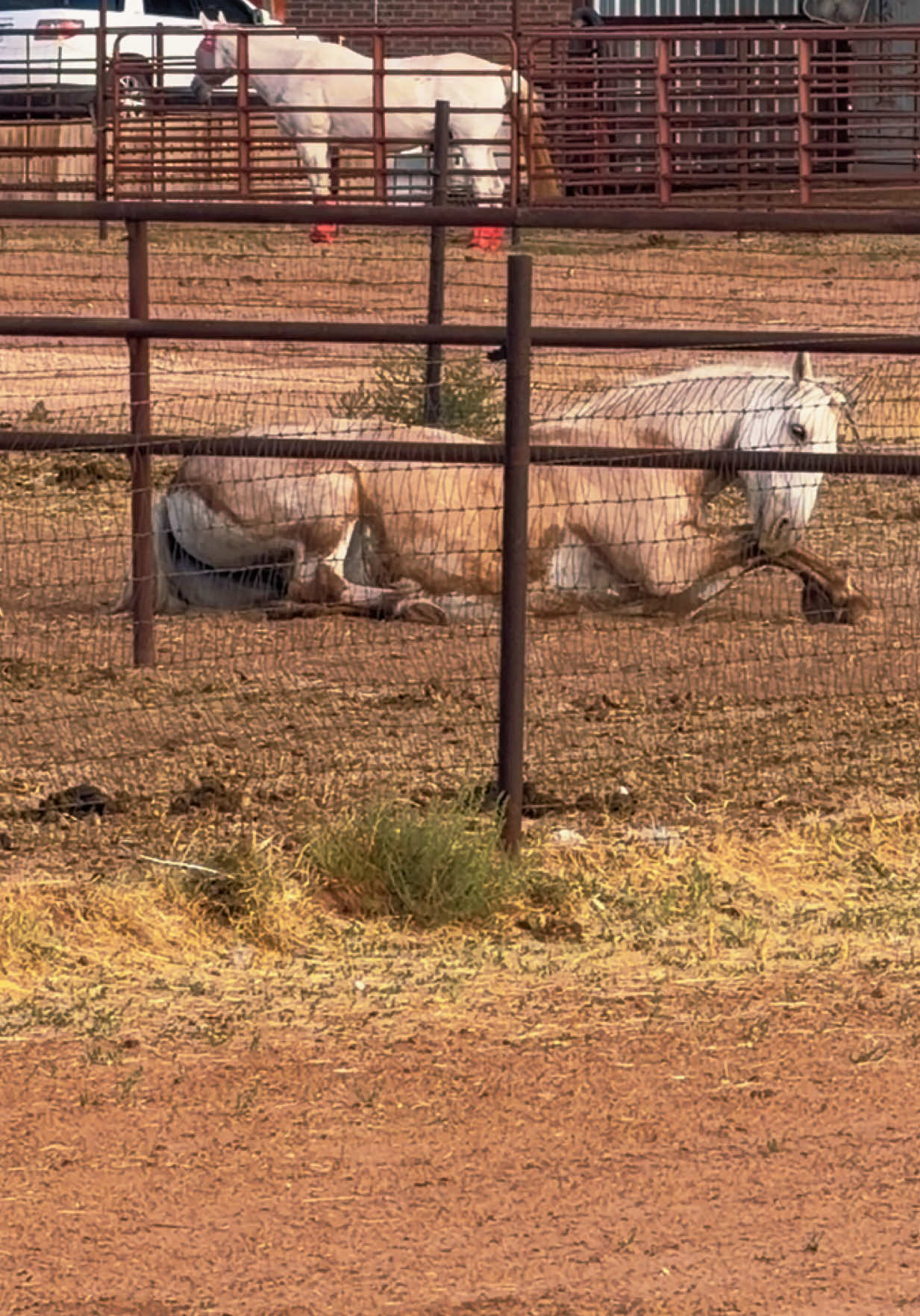 @Grace Equestrian TX