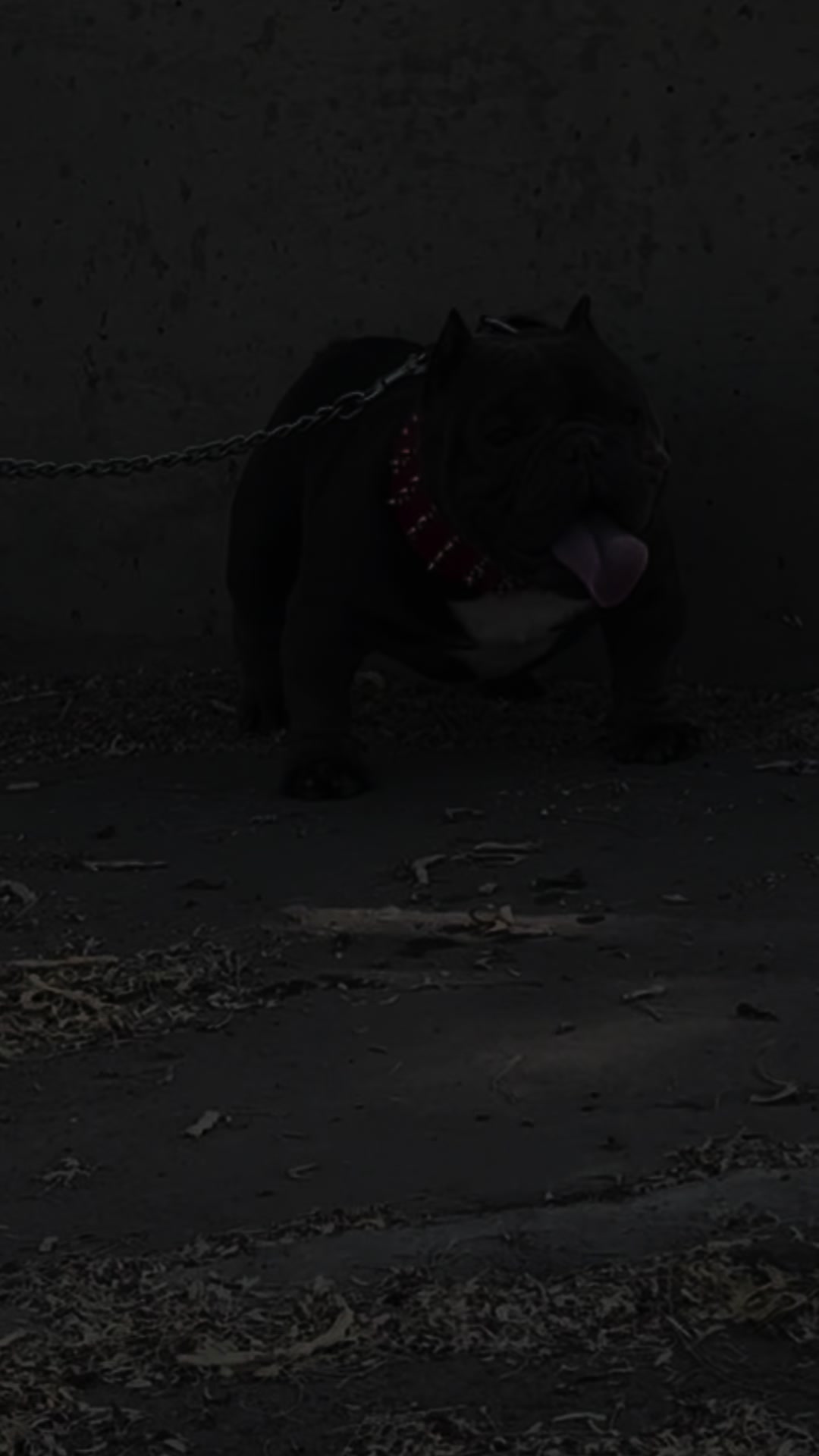 @Boxcitybullys
