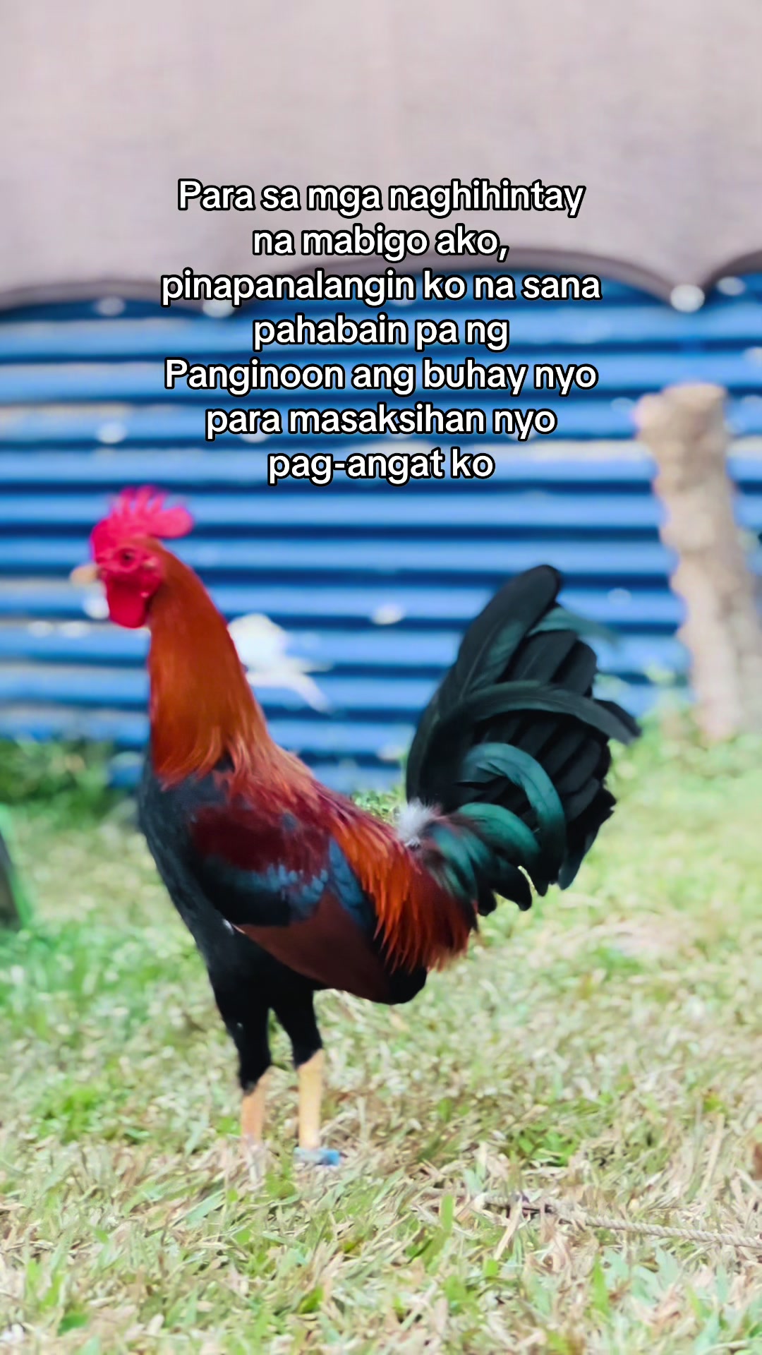 @Superline Gamefarm