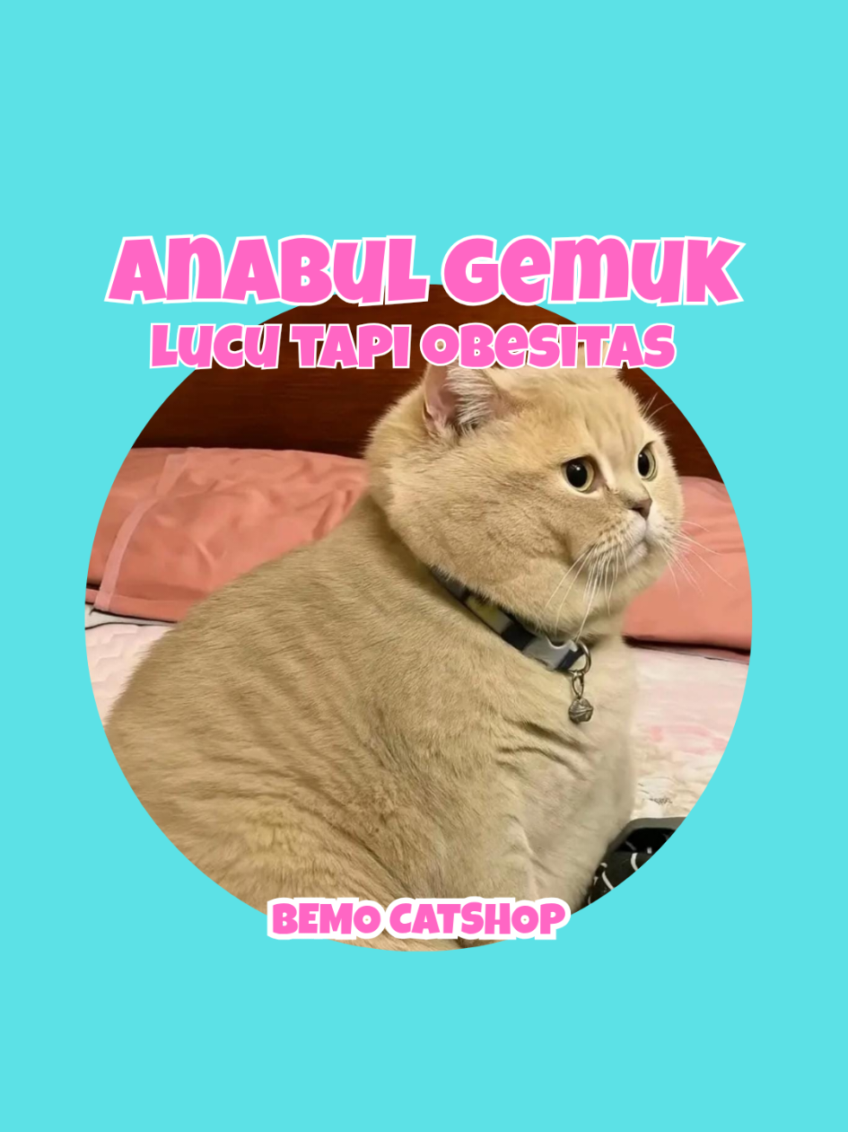 @Bemo Catshop