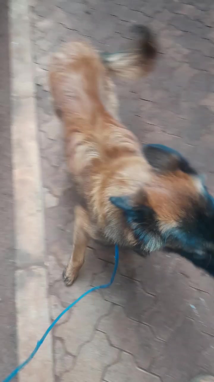 @Orimbajnrkennels