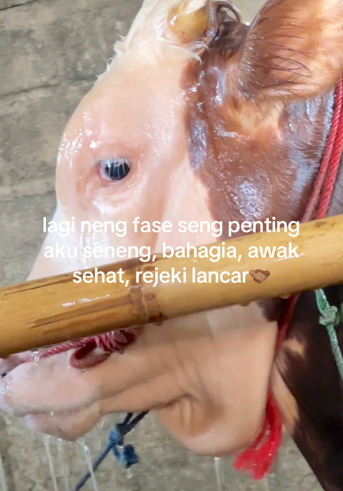 @Diah ayu komalasari