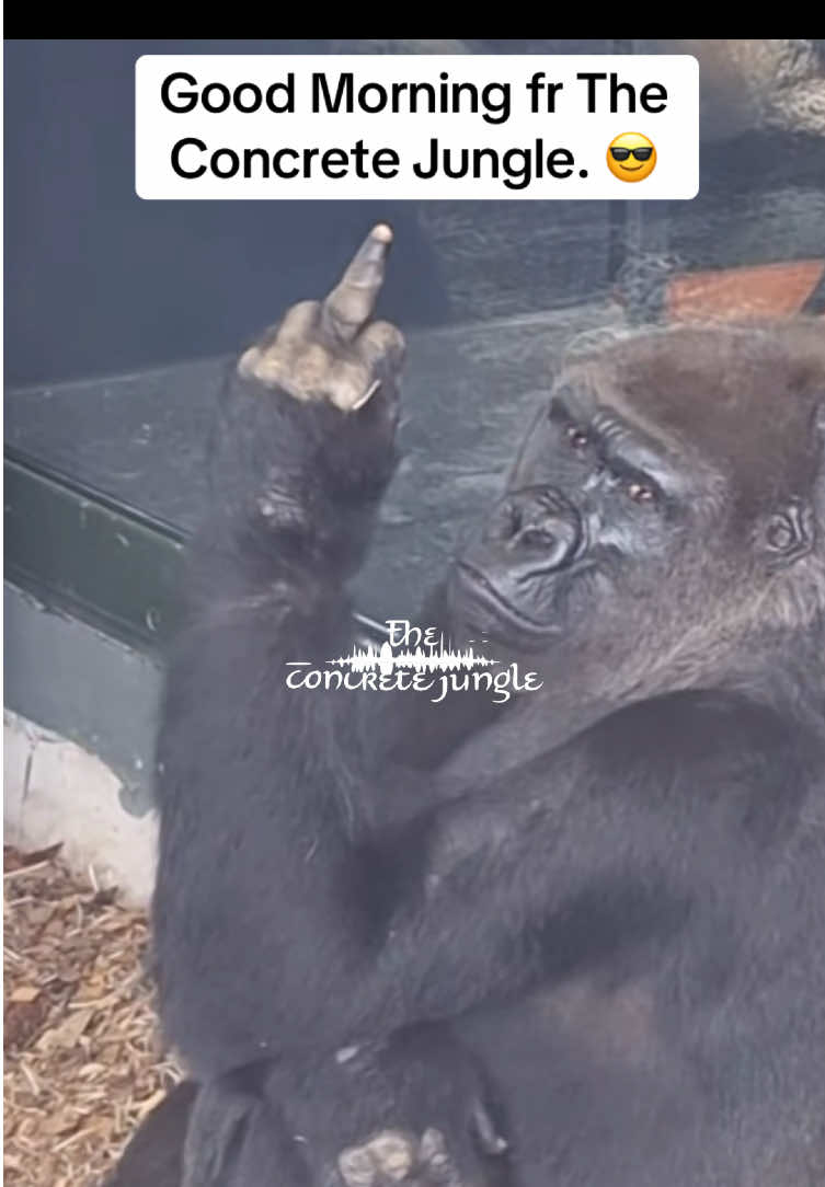 @The Concrete Jungle