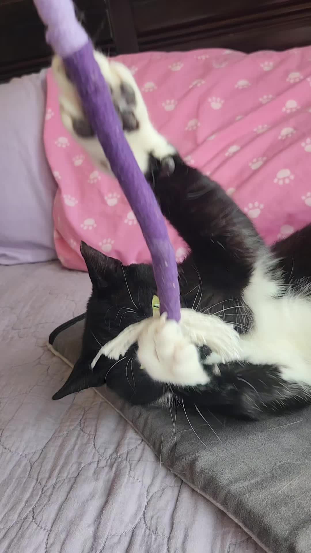 @9 Lives of Cat Chaos