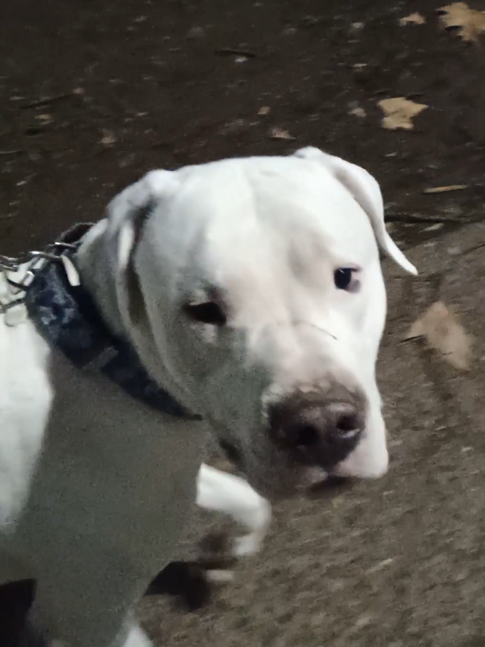 @Flor&Tango Dogo Argentino 🇦🇷