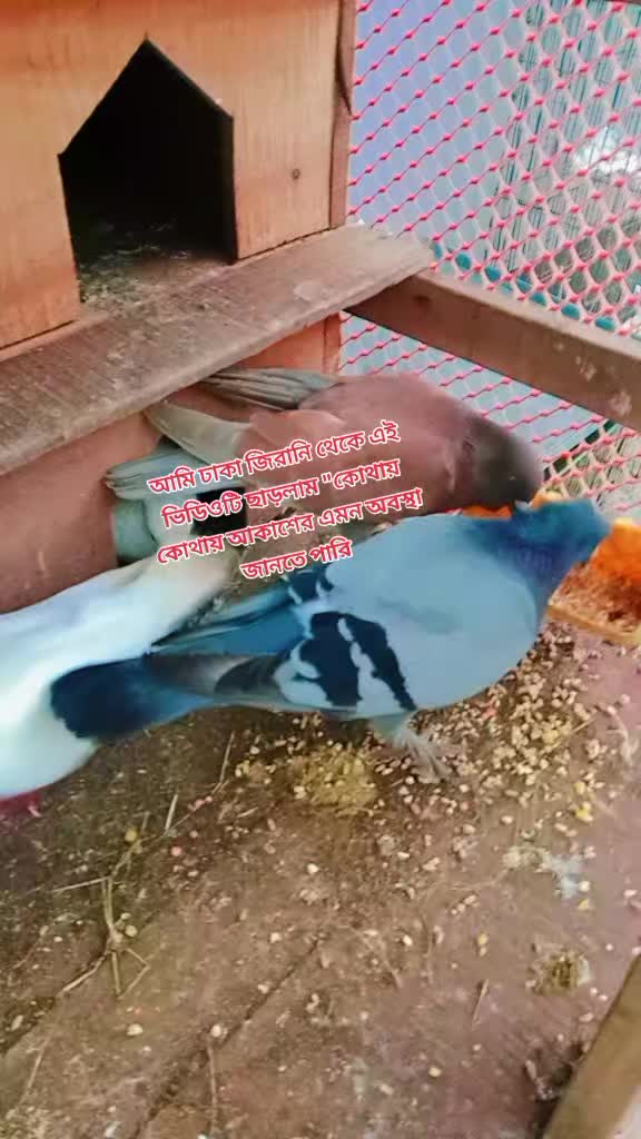 @sararahman2511