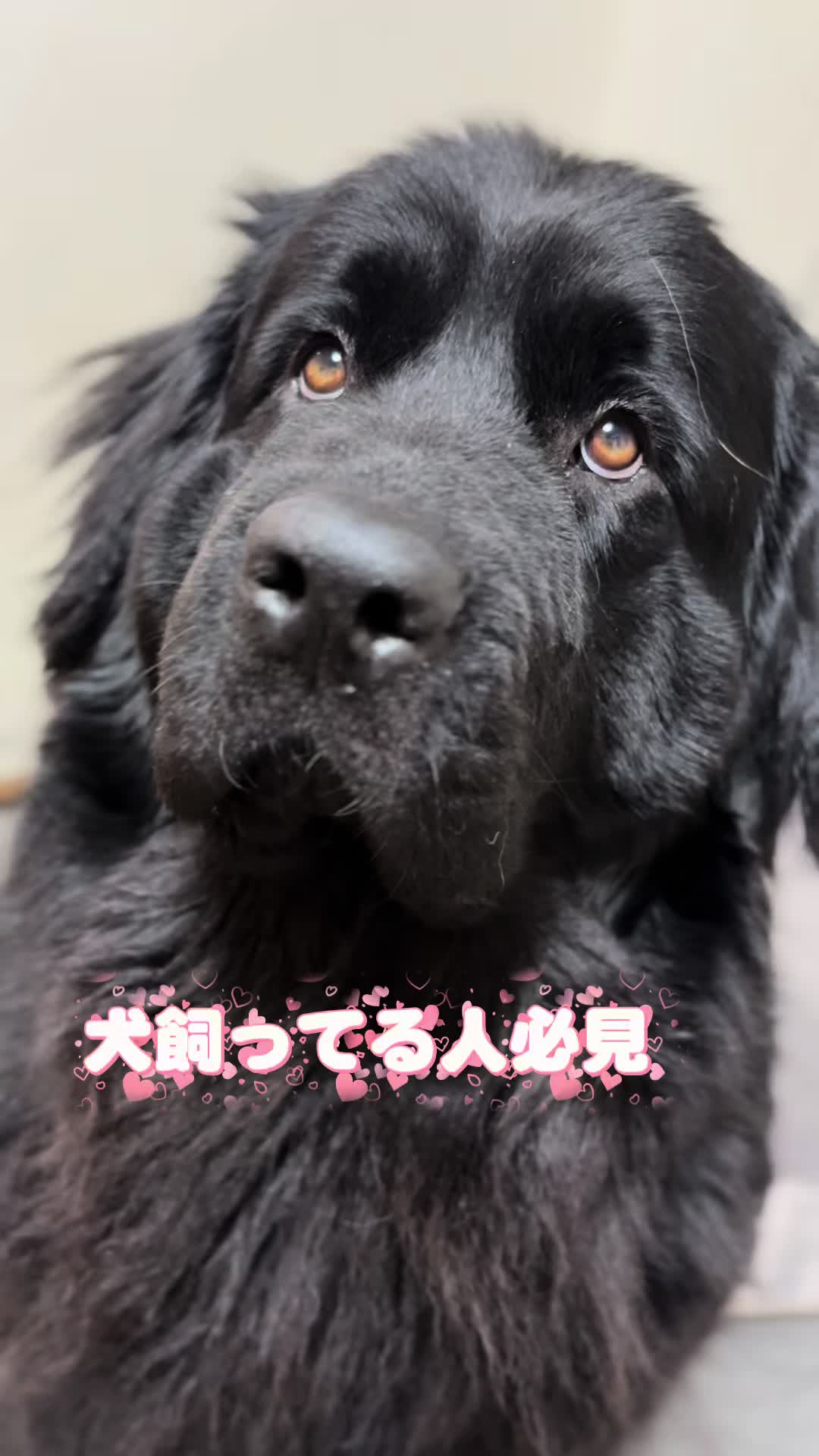 @ムックパパ🔶🐾