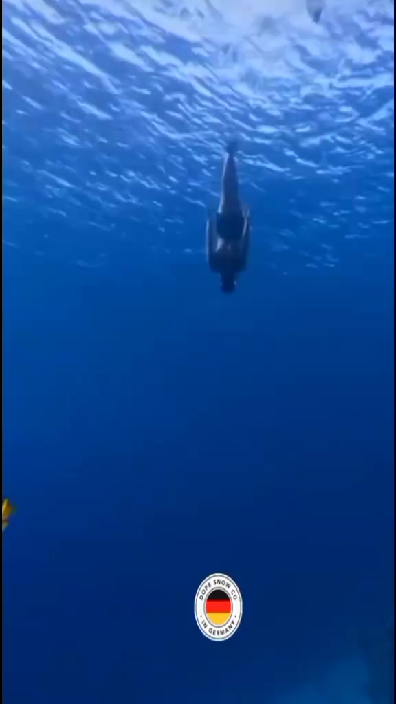 @ðªðºØ ð·ðŠ plongeur ðŠð· Øðªðº