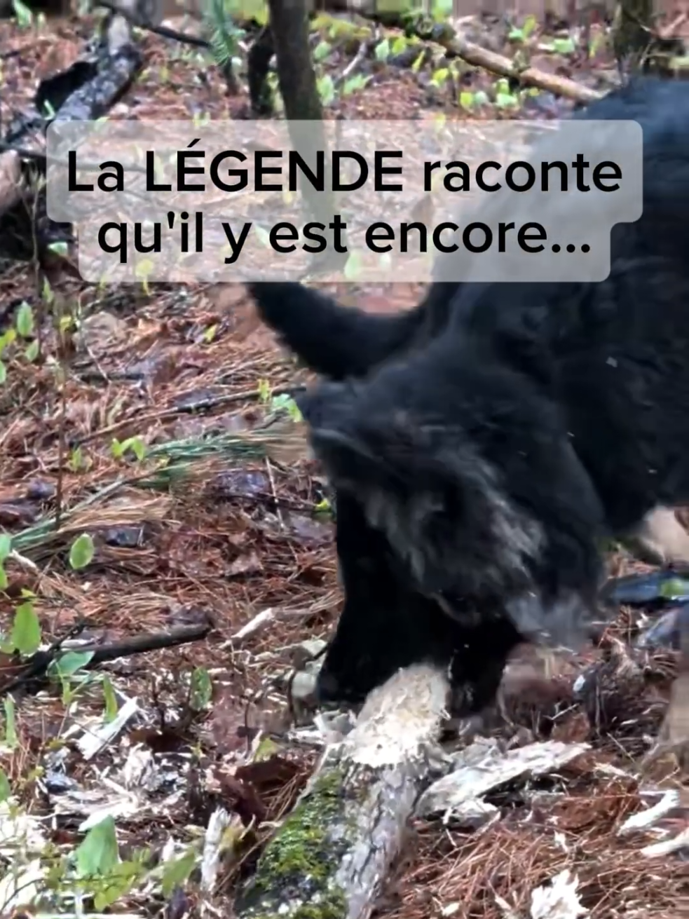 @TrailCam Qu&eacute;bec