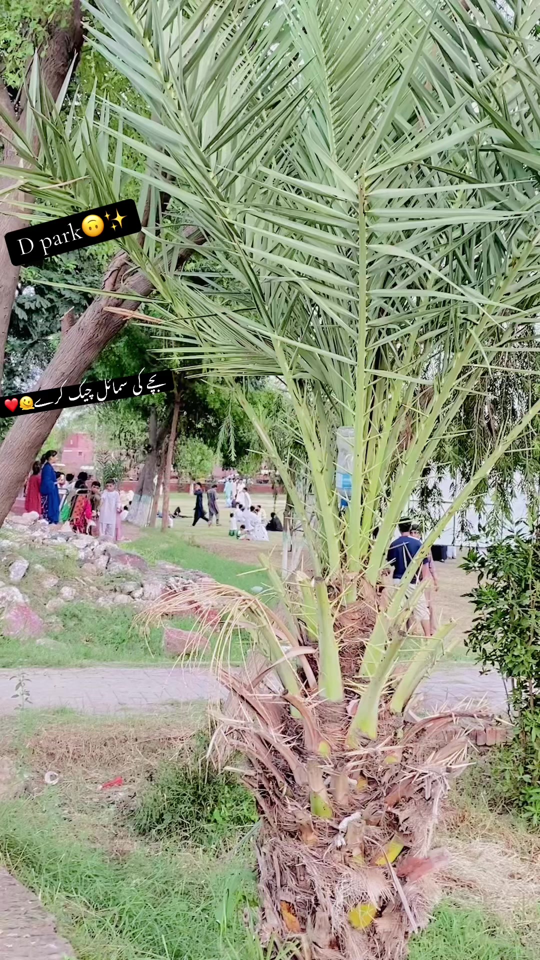 @✨🦅دلاورٹوانہ ہڈالی آلہ🦅✨