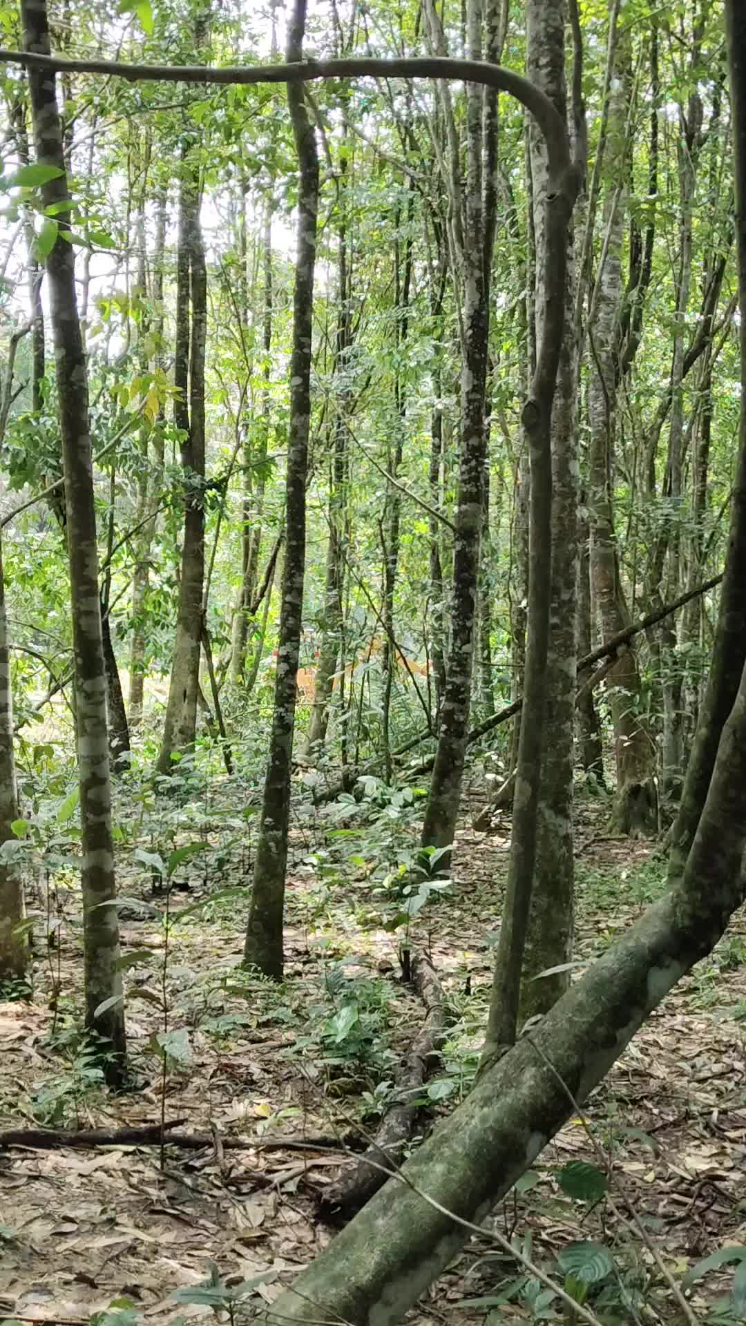 @AmirGarcia69🇲🇾🐂🐐
