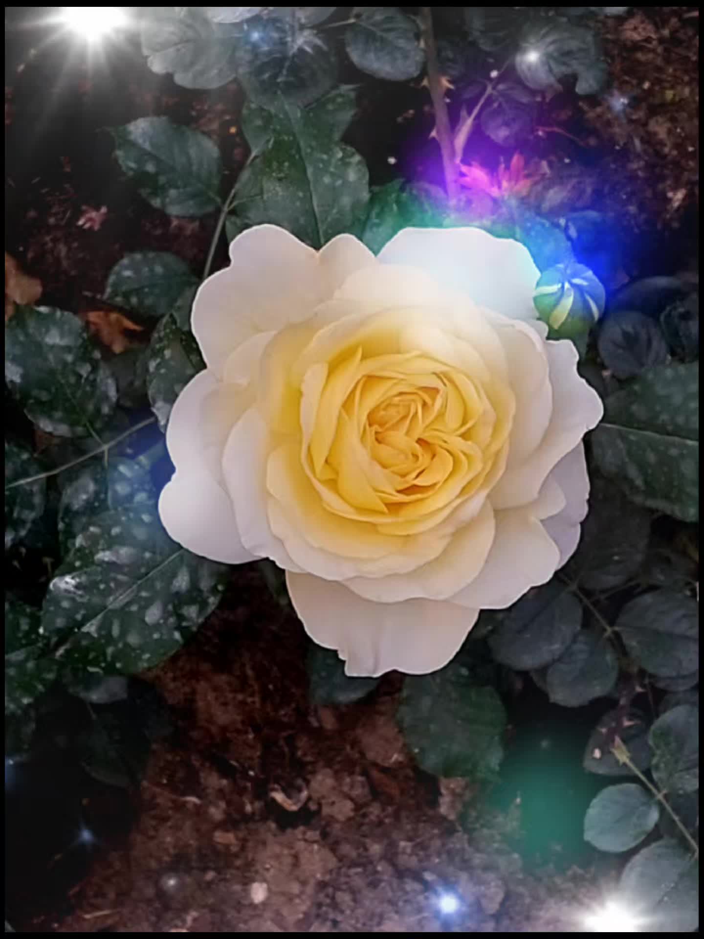 @✡ Zohar 🕎 🇮🇱🇮🇱🇮🇱