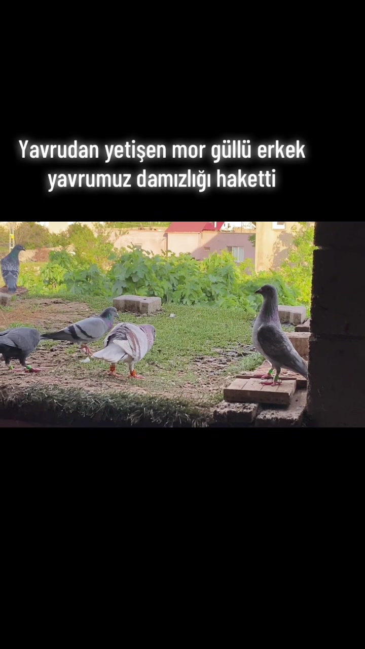 @ⒼİSMAİL ACARⒼ