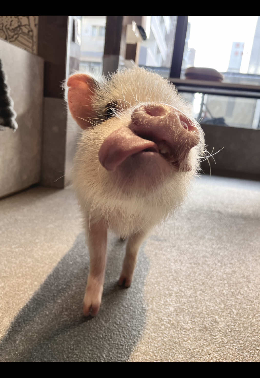 @pignic
