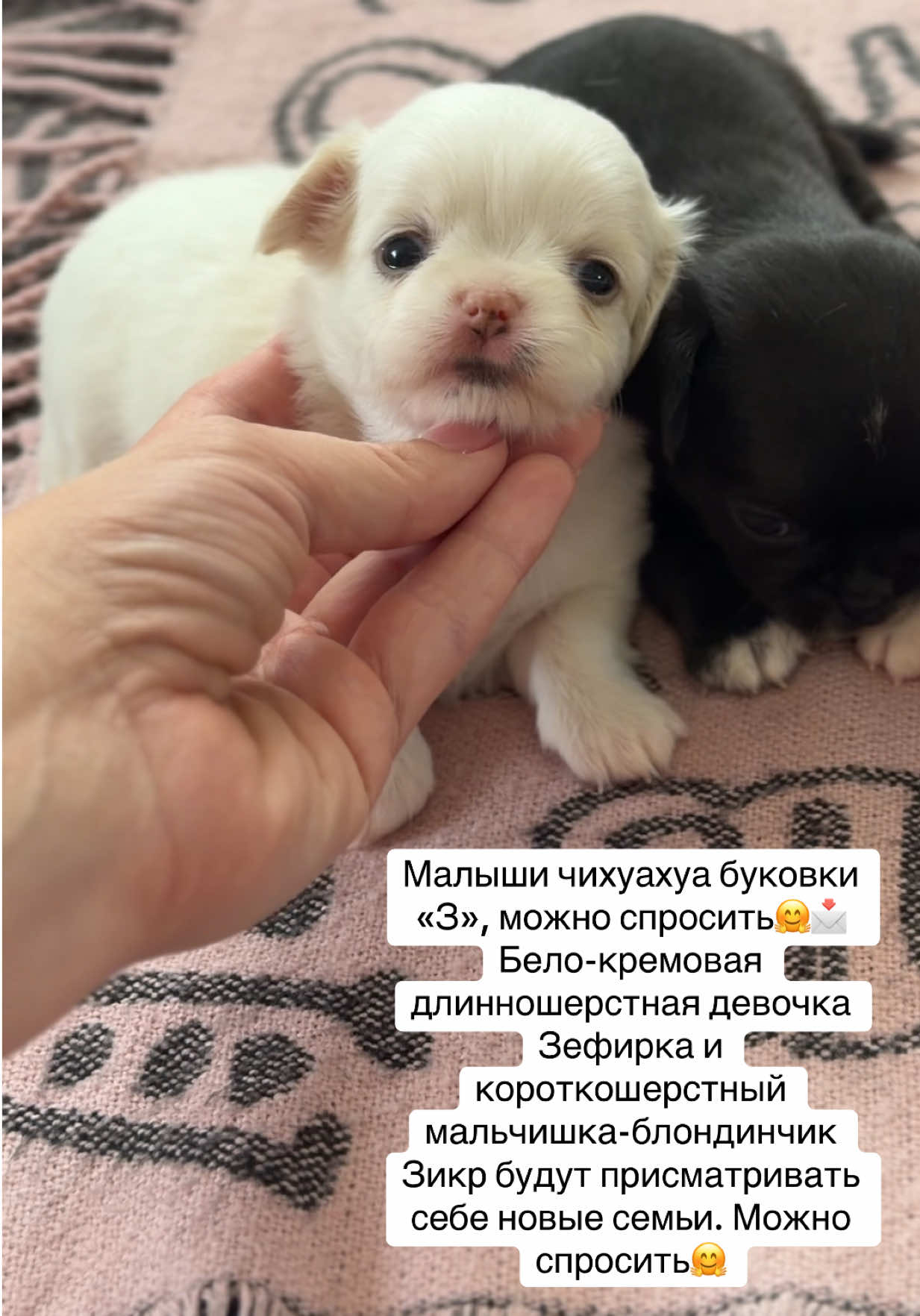@skarb_palessya