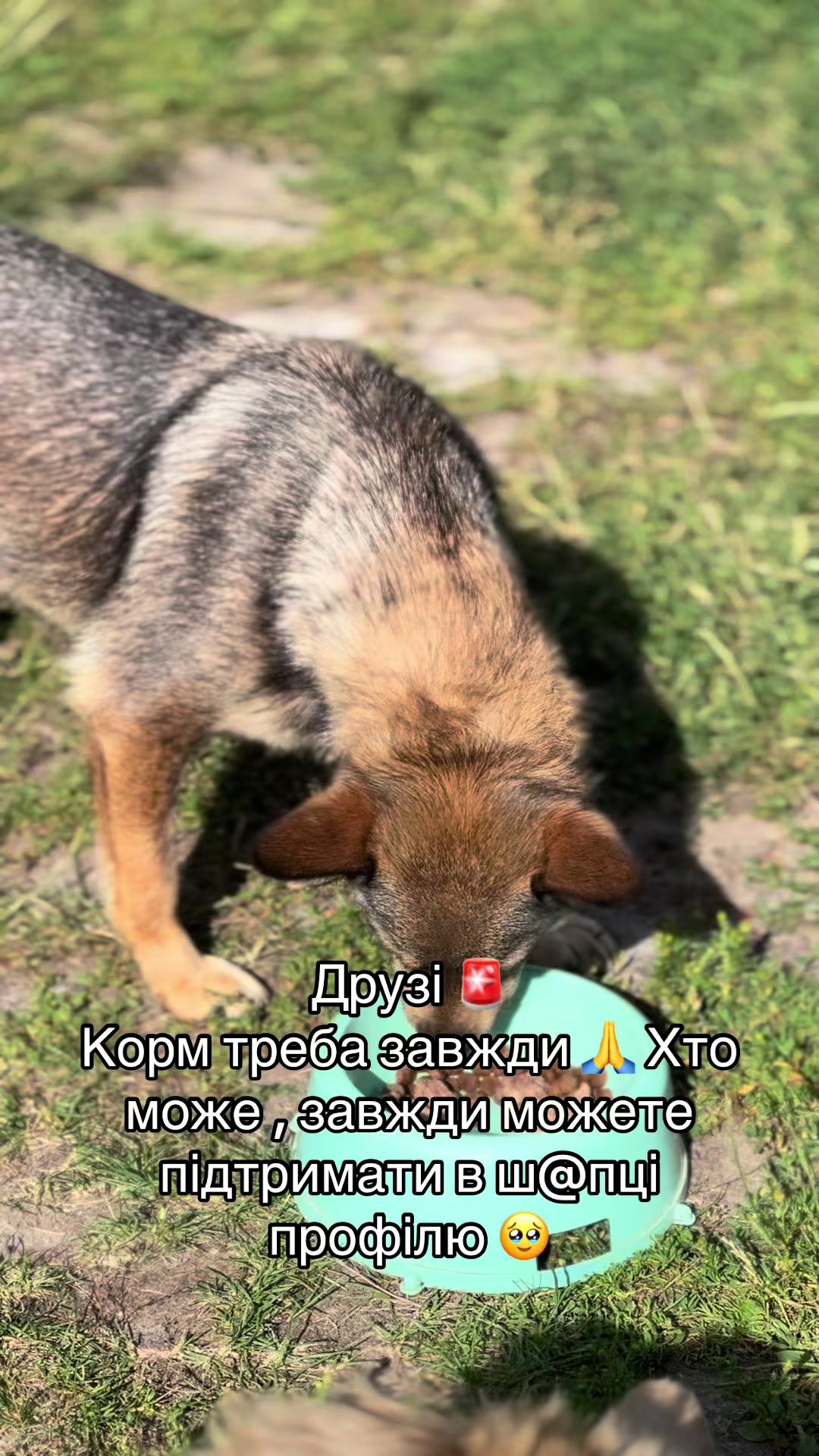 @tanya.help.animal