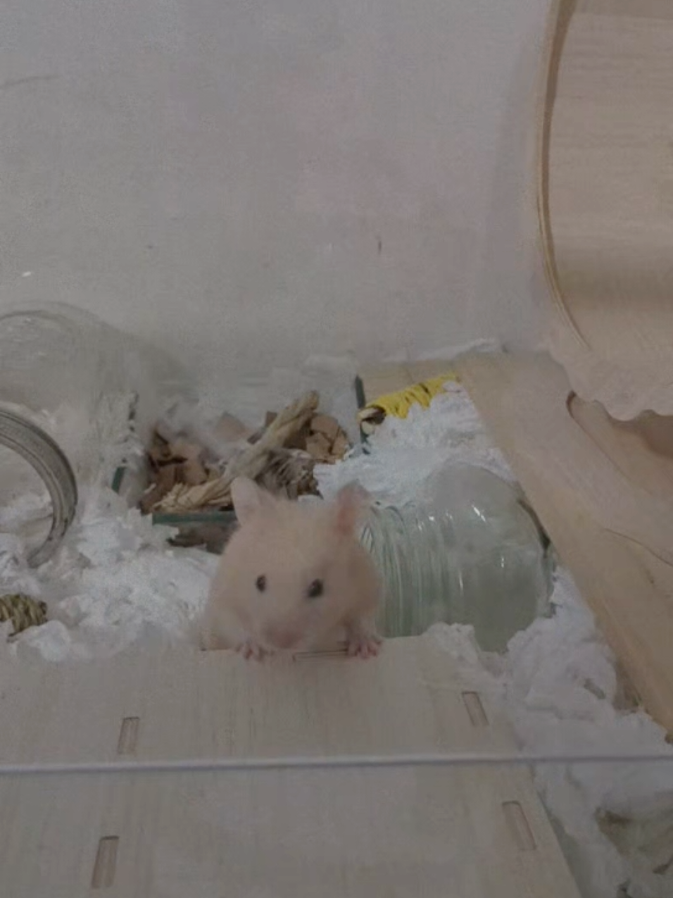 @Diariodeunhamster❤️🐹