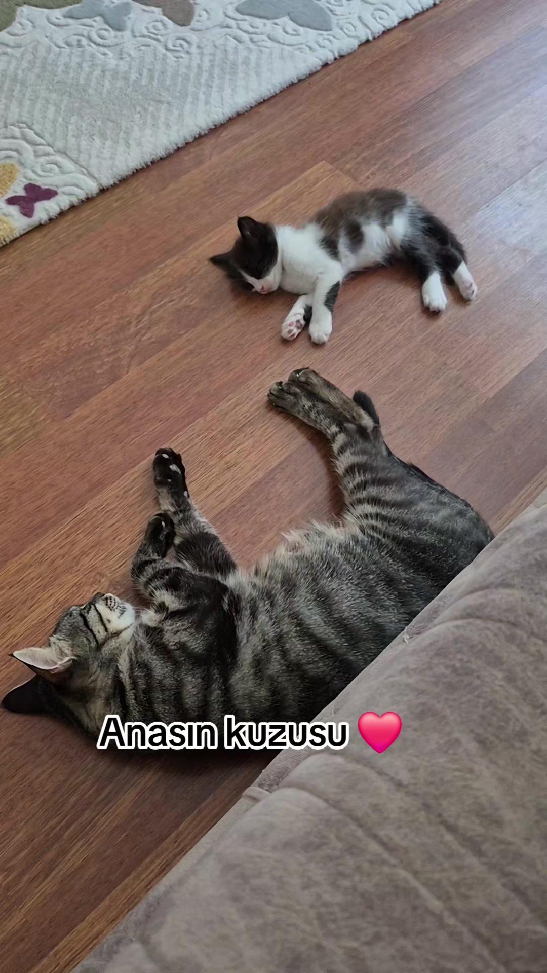 @❤️🐾Patilerin 🐾 dostu 🐾❤️