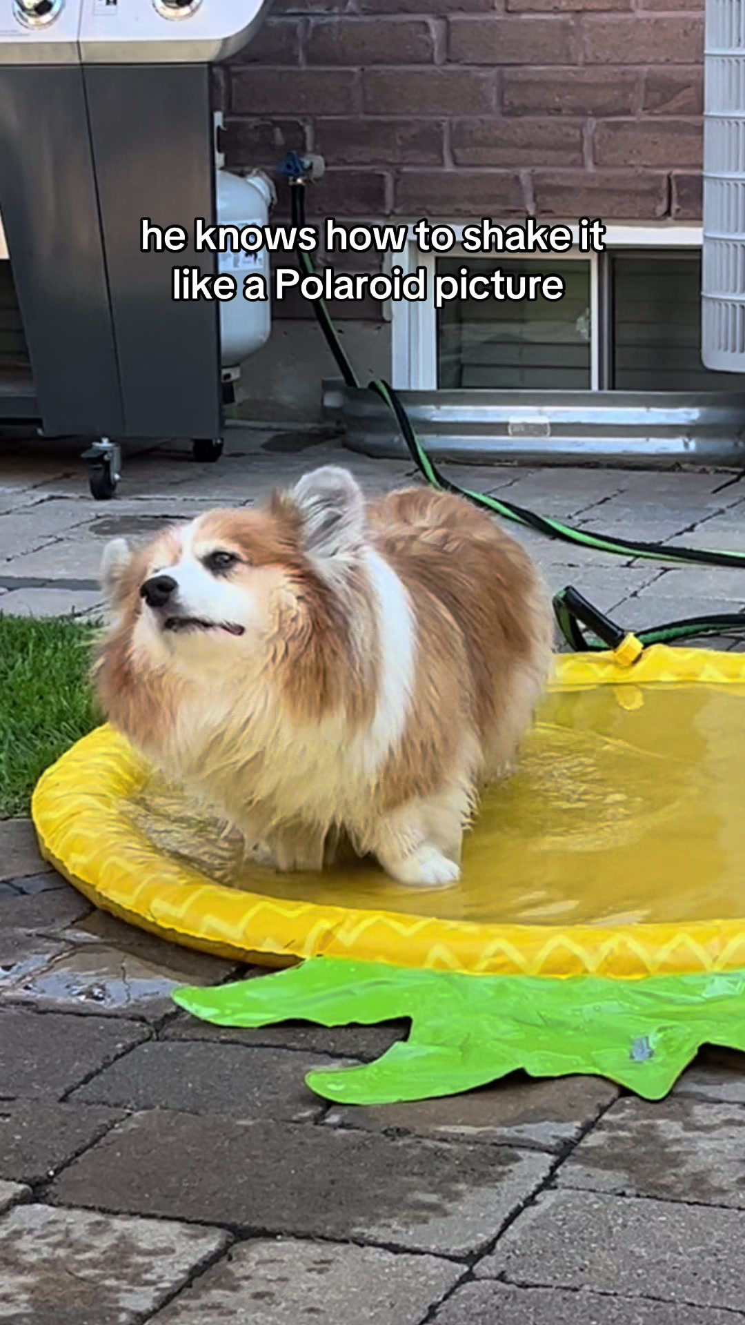 @hudsonthefluffycorgi