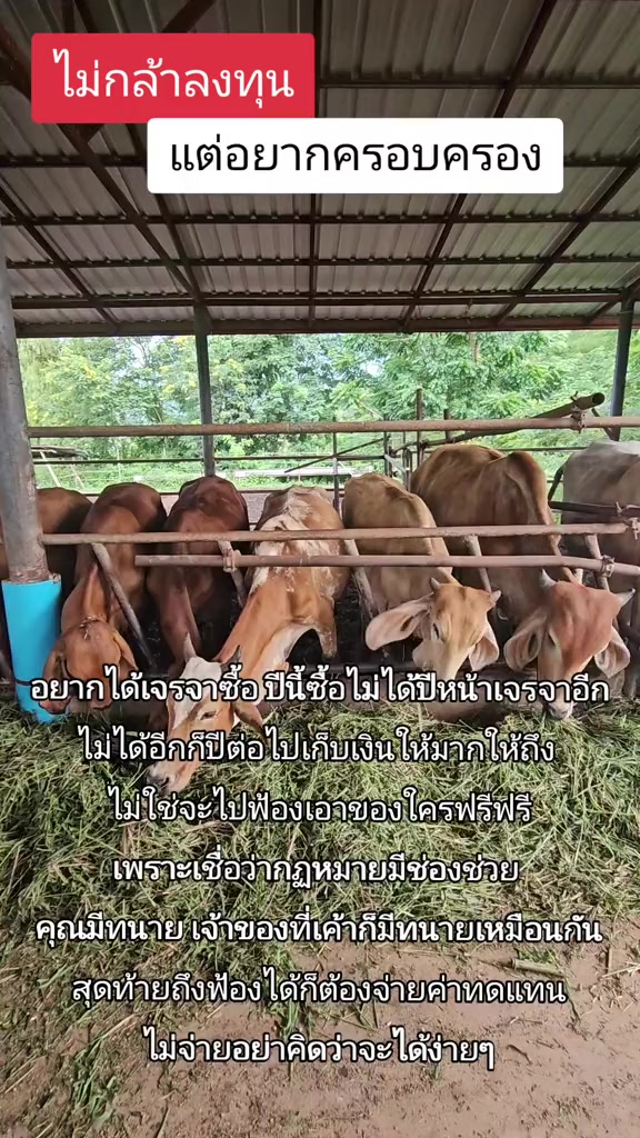 @นัดดาชอป