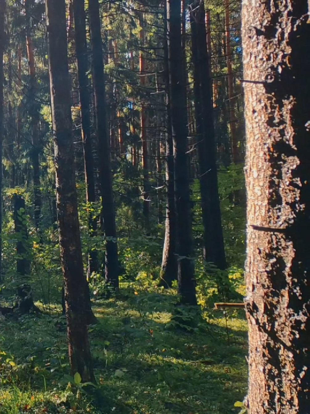 @khvoyny🌲