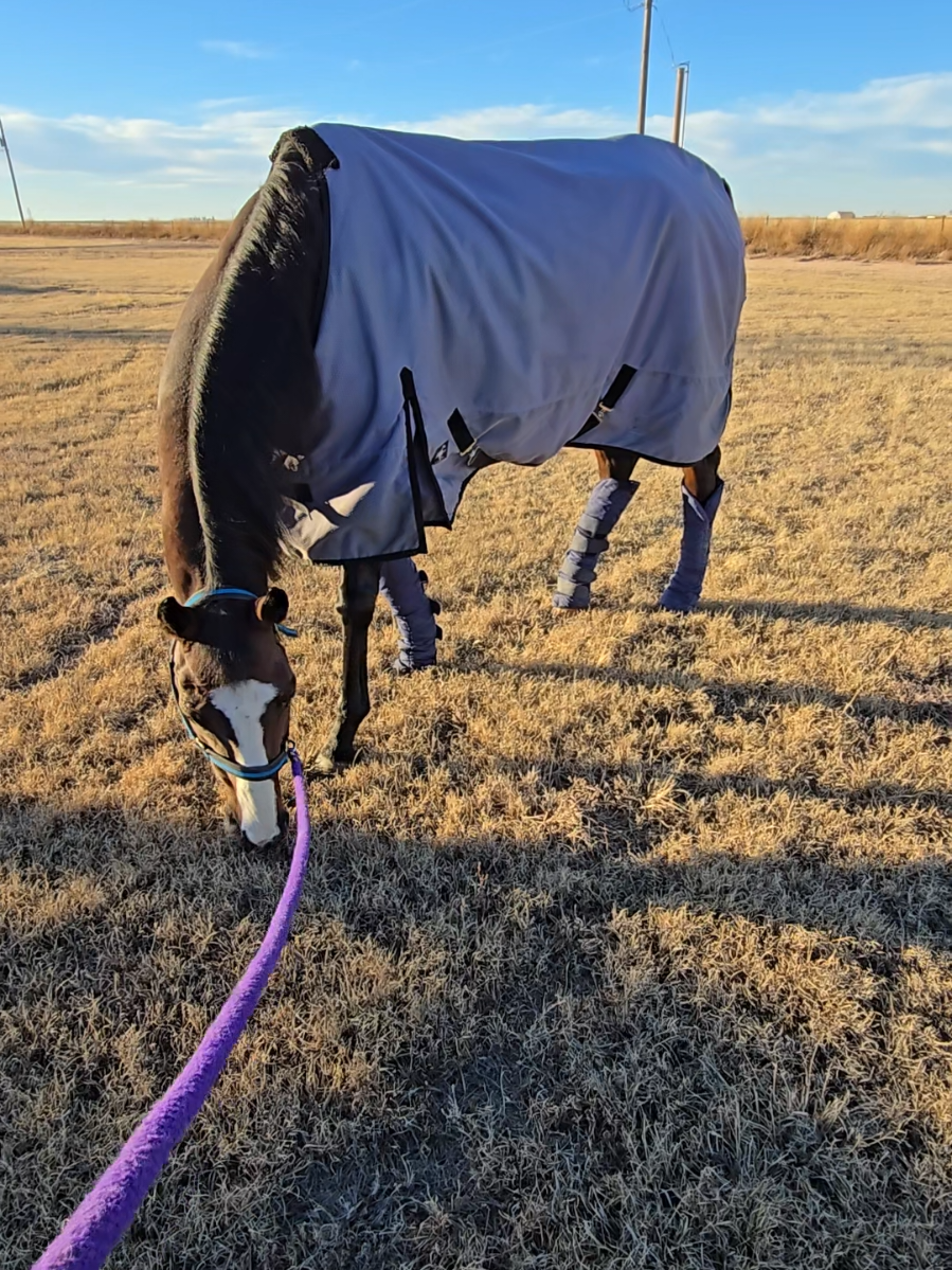 @VMD Performance Horses