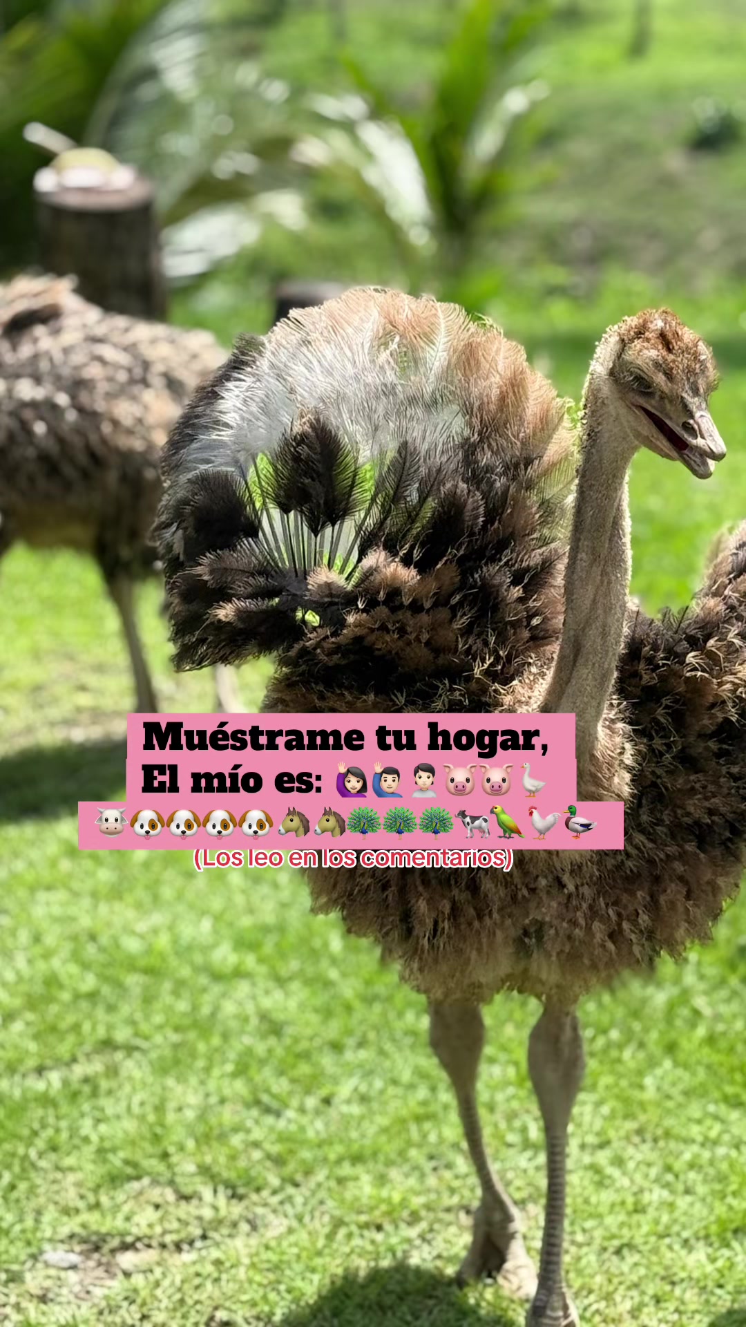 @Granjamascotalandiayaracuy