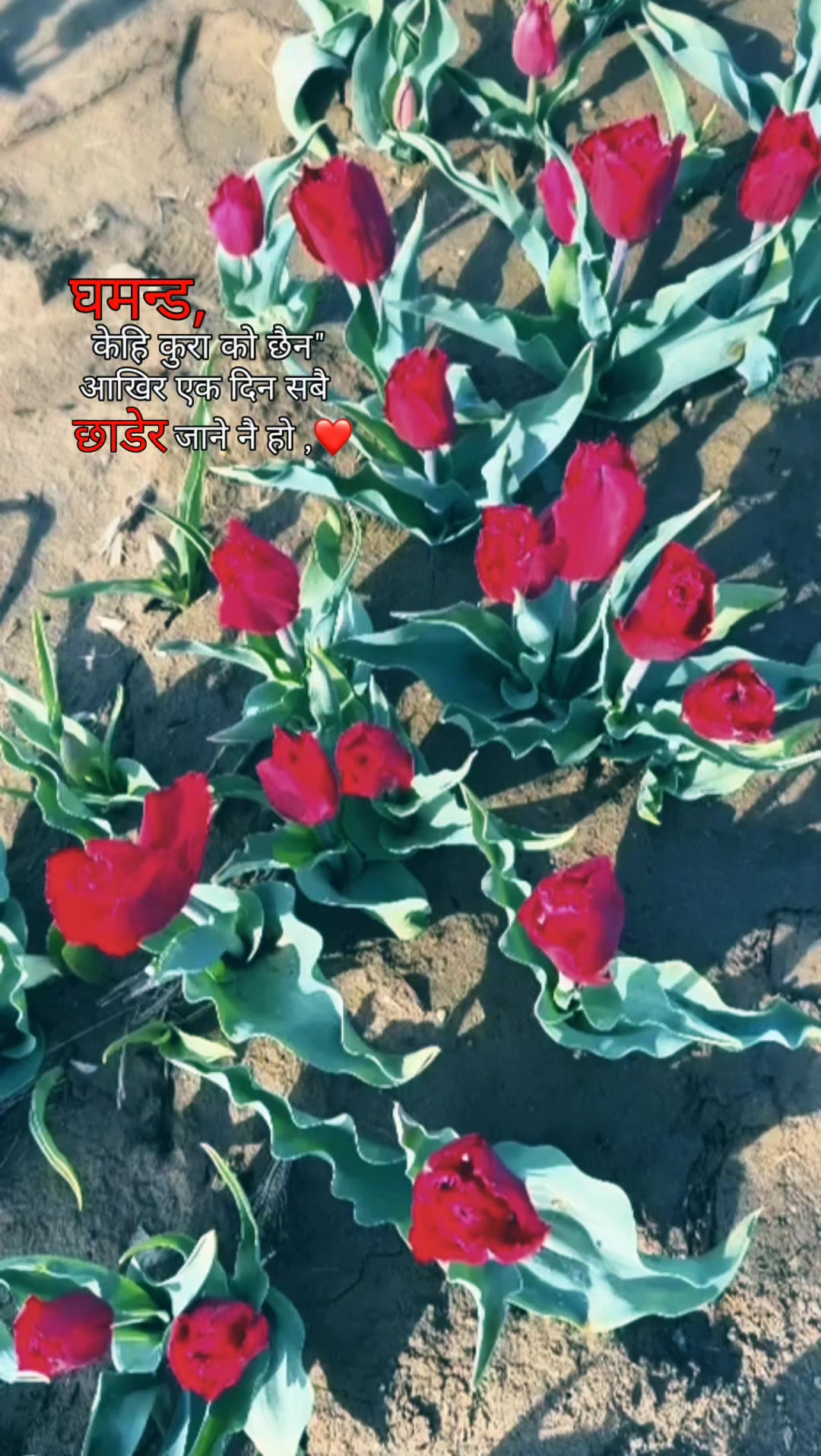 @🫶❤️💐💝