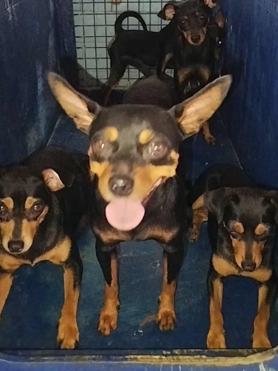 @Canine Companions Np