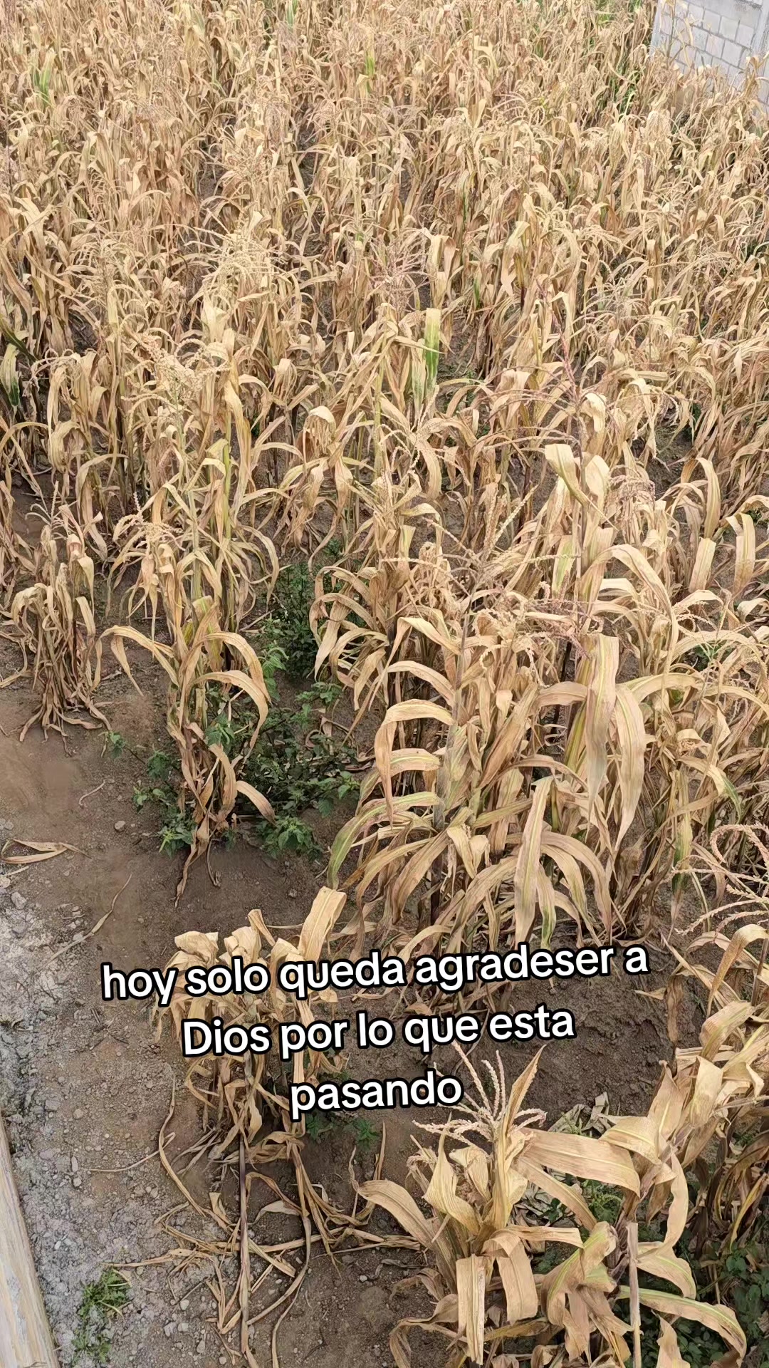 @solitario