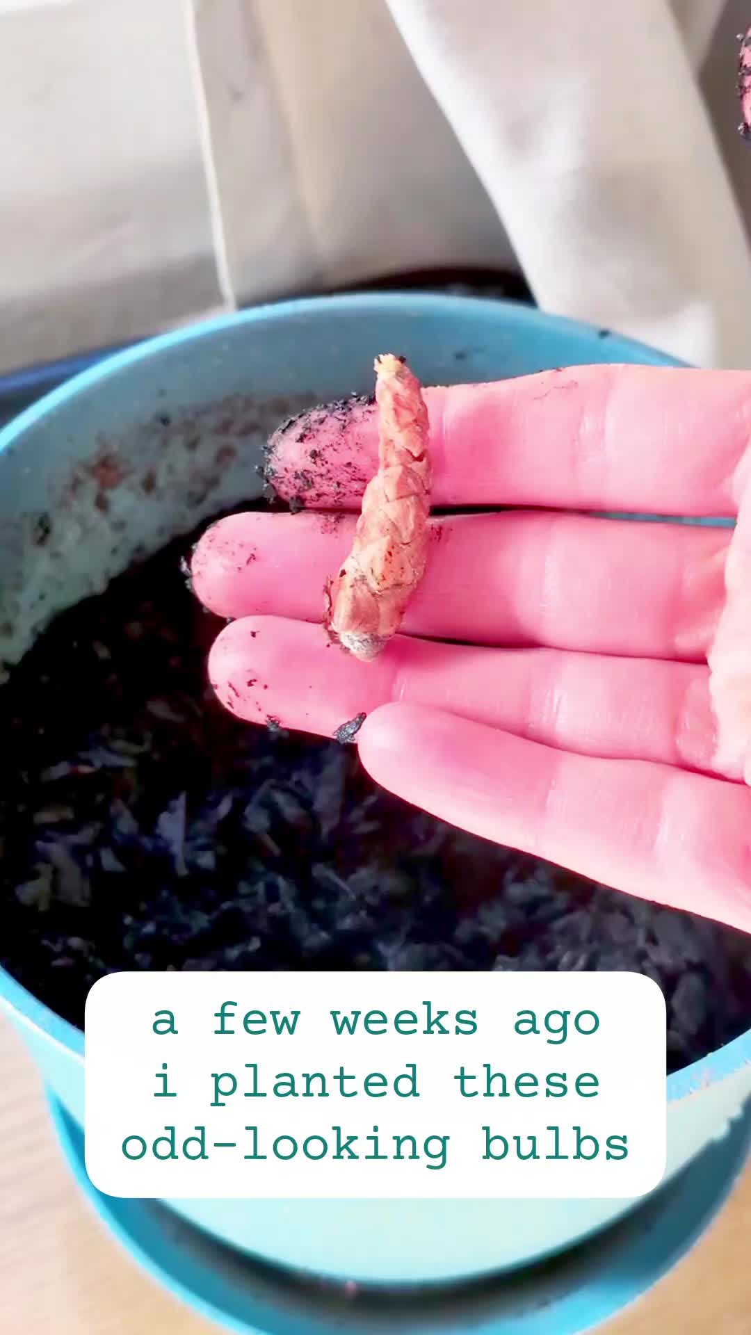 @Plantflix Seeds