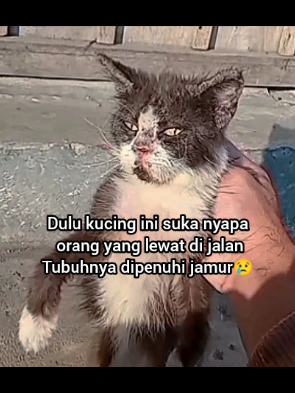 @Kucing Rumah Ronal