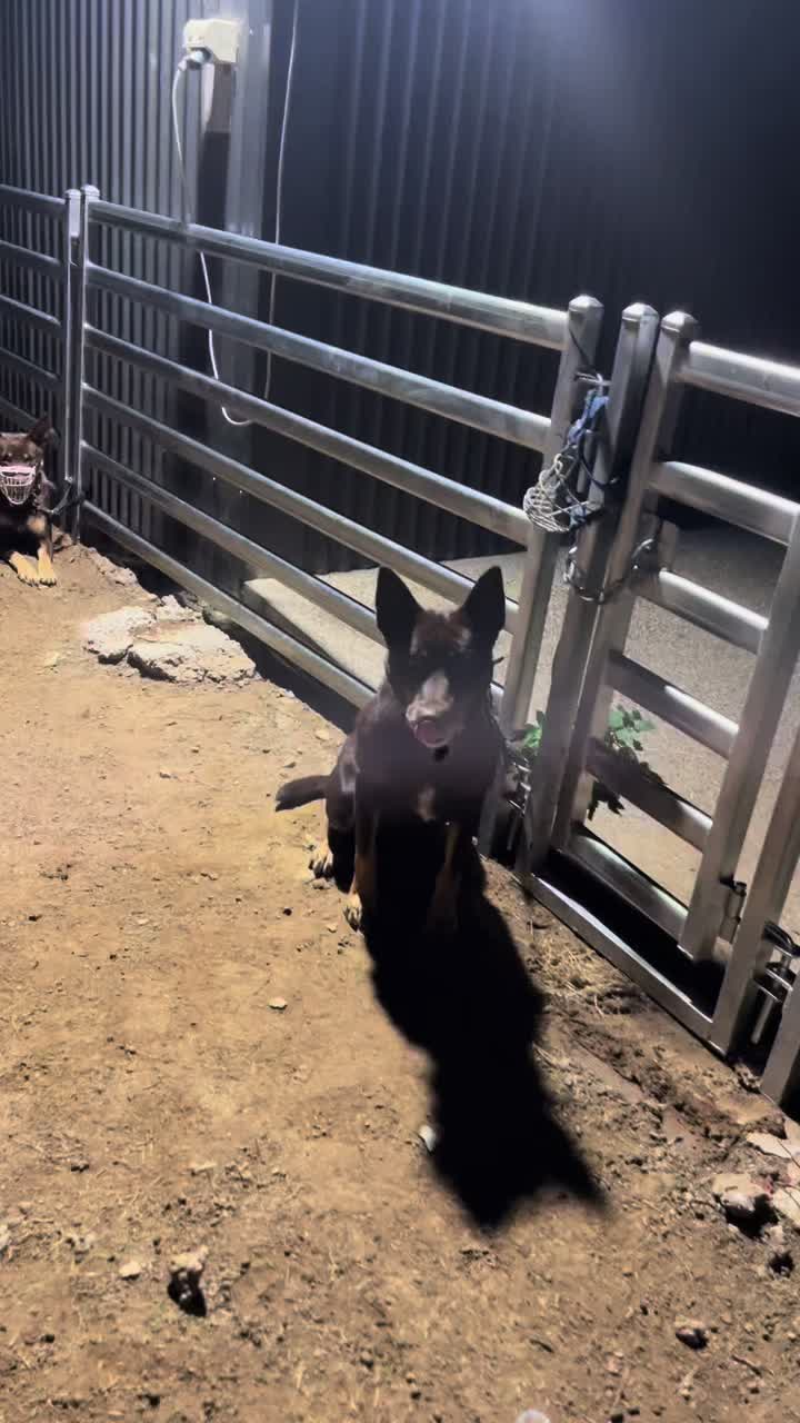 @SouthernDreamin Kelpie stud