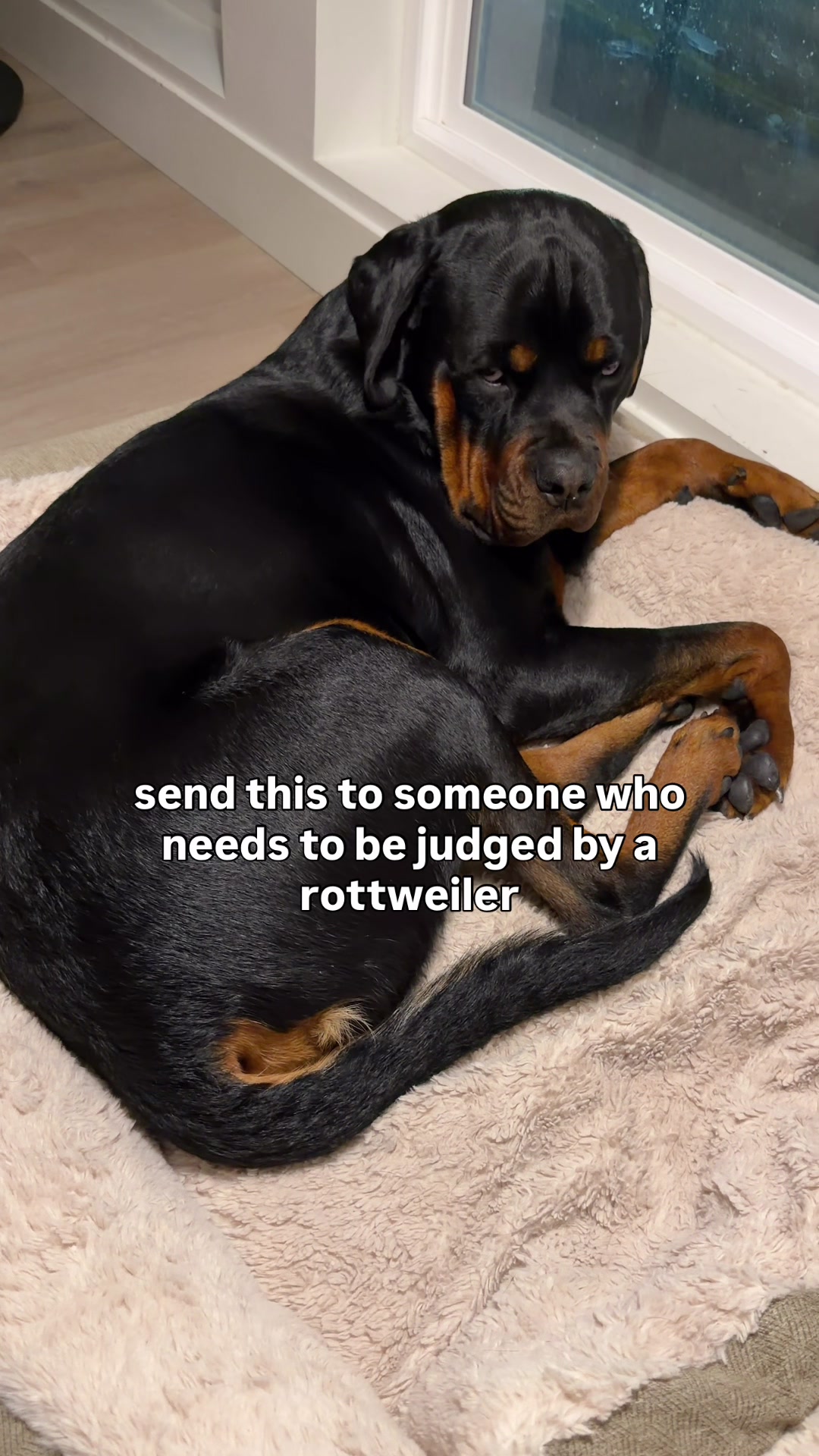 @Rex the Rottweiler