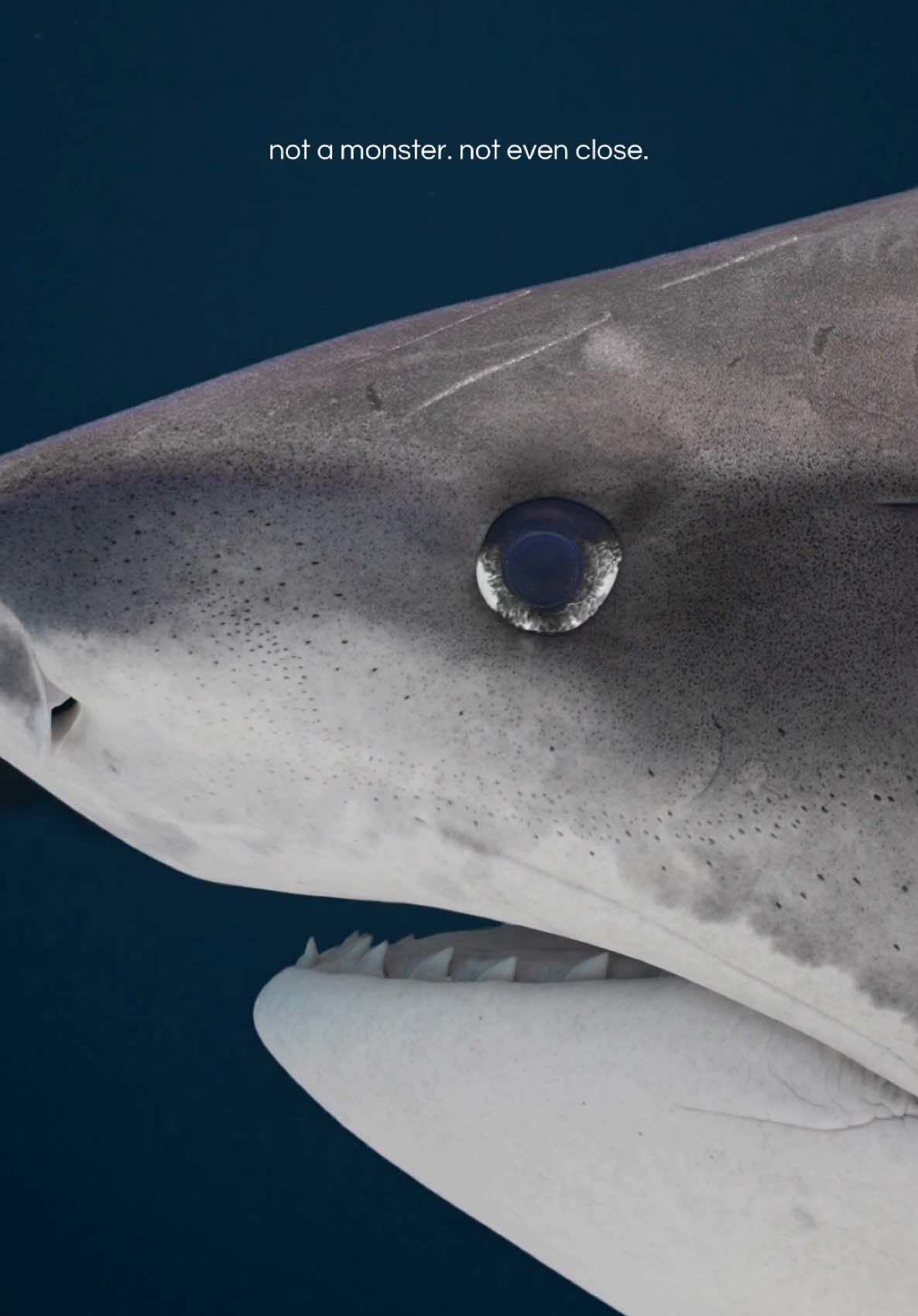 @Kendall | Shark Photographer