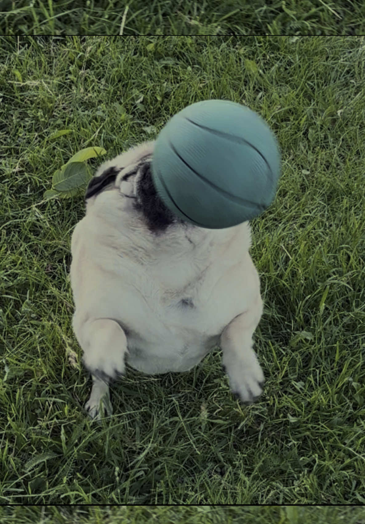 @Pug_bulka