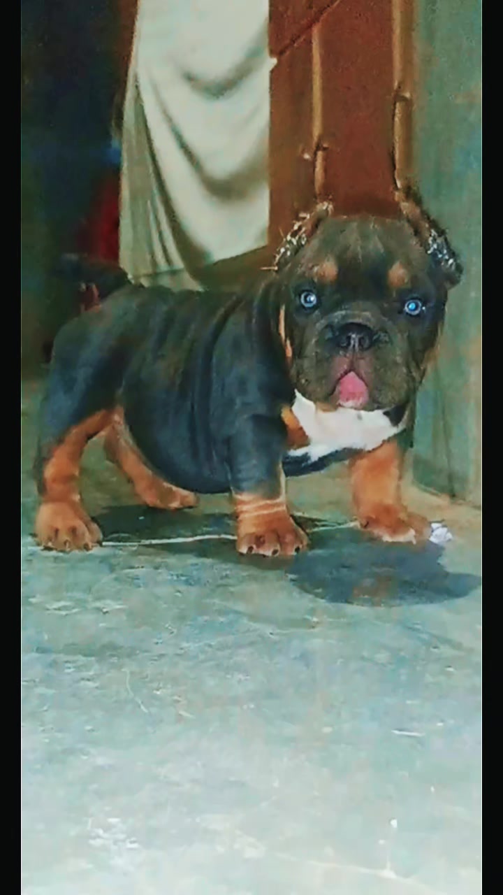@arevalobullsper&uacute;