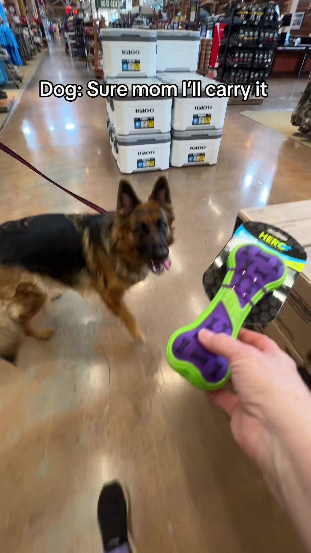 @ksdoggos