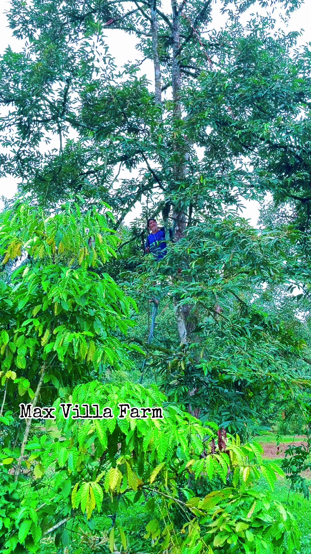 @Max Villa