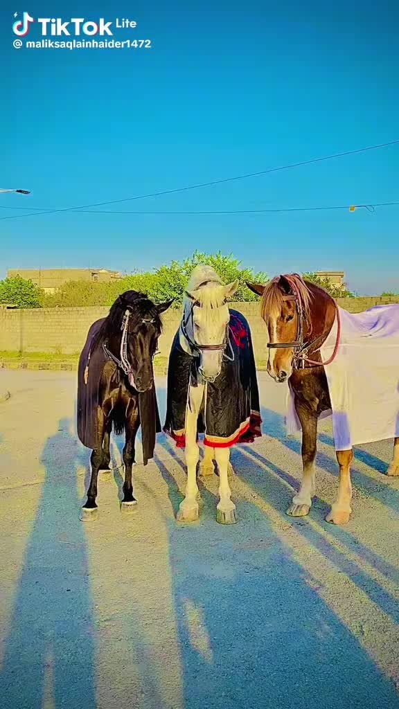 @Haider shahgg
