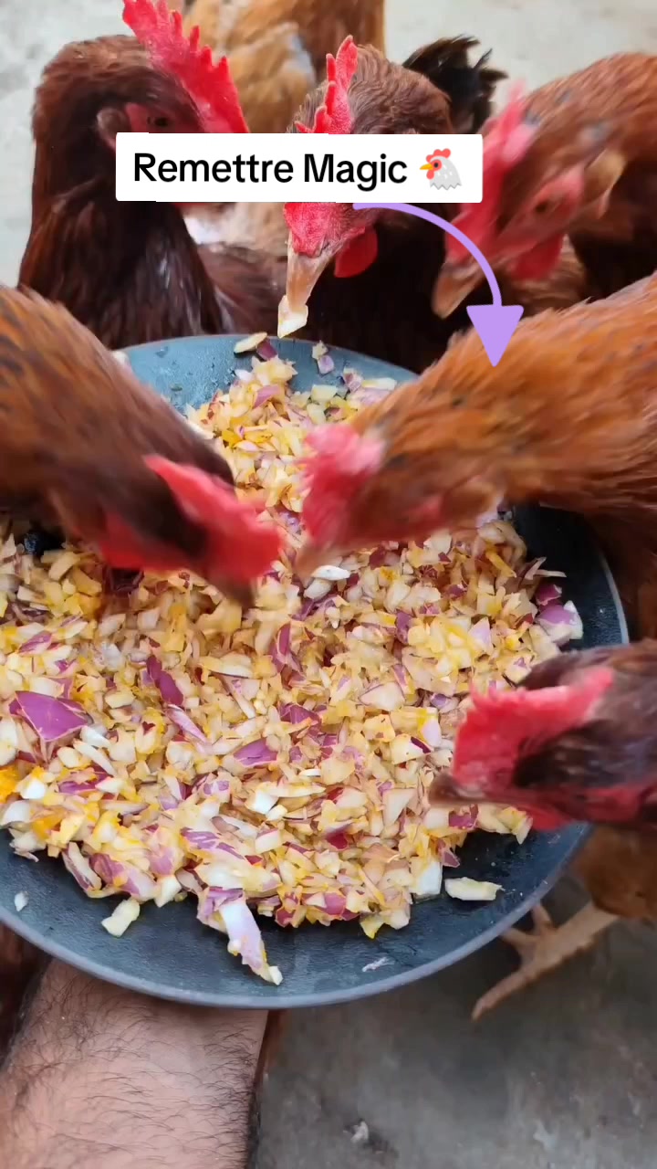 @NDIAYE-BREEDING 🐔