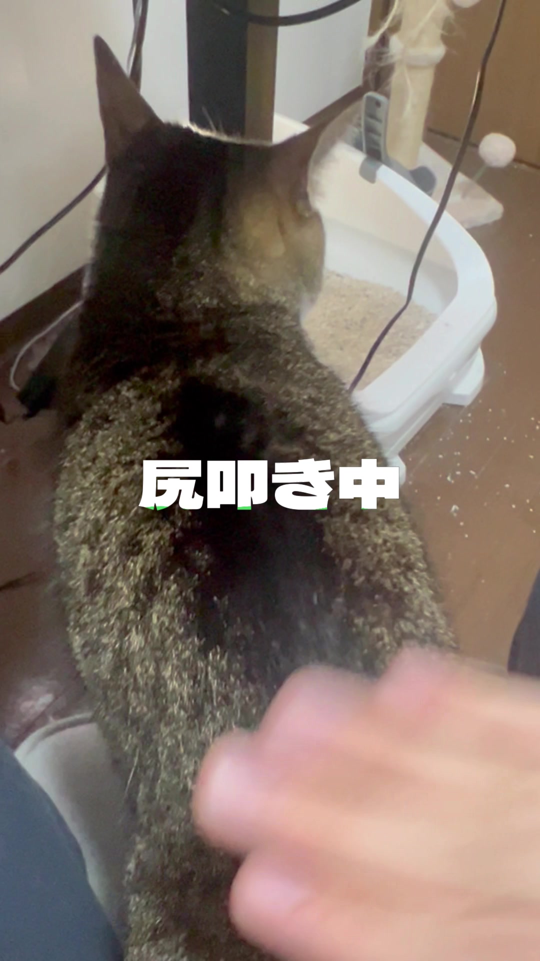 @なつめ友猫帳