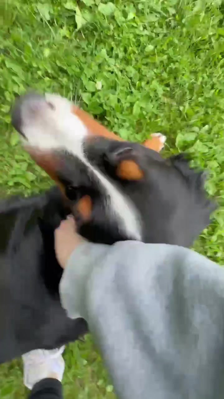 @Awesome Pawsome Ranch