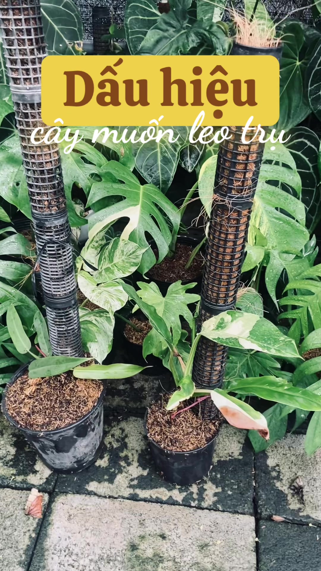 @Kid Garden Decor